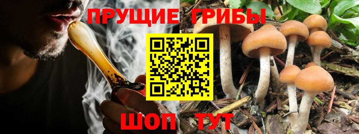 Псилоцибиновые грибы GOLDEN TEACHER Россия